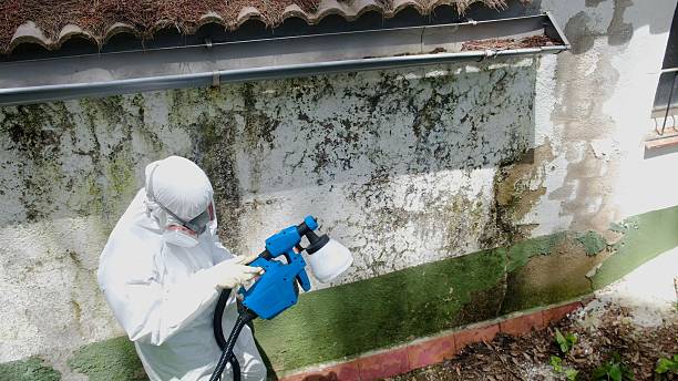 Top rated local Mold Remediation specialists in Bothell, WA